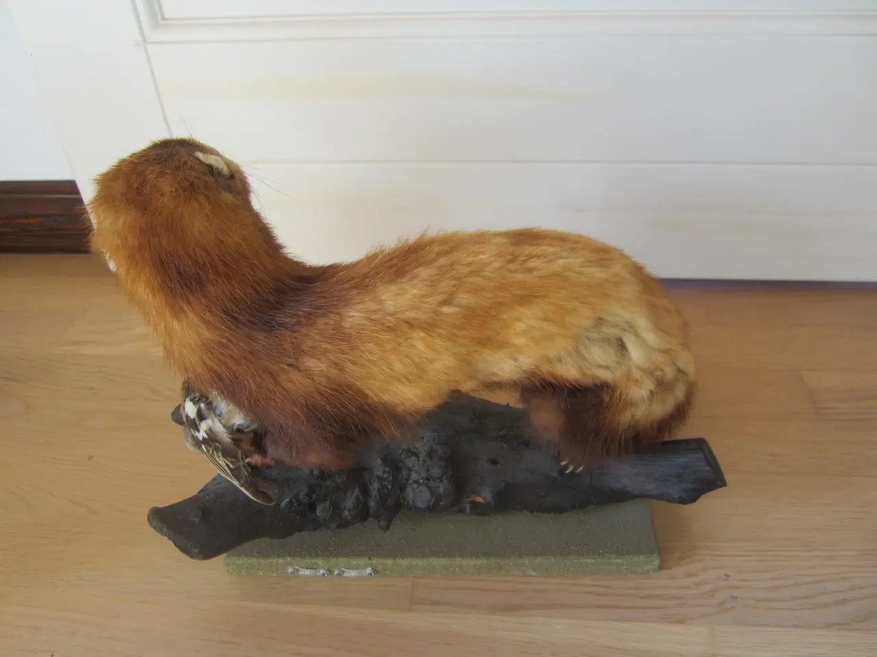 Billede 4 - Rigtig fin udstoppet Ilder med en fugl. se billede