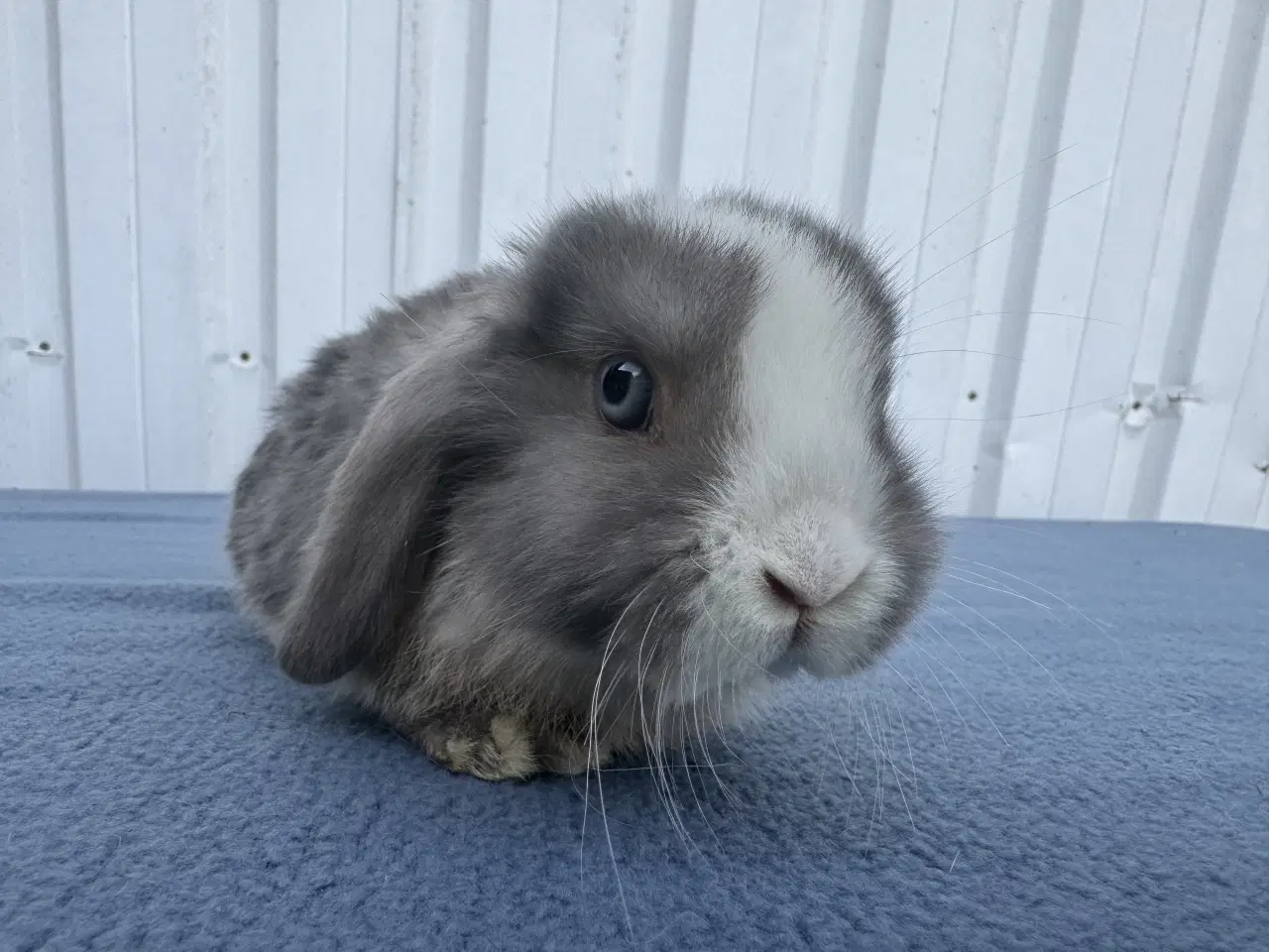 Billede 1 - Dværgvædder salgsklare hunner