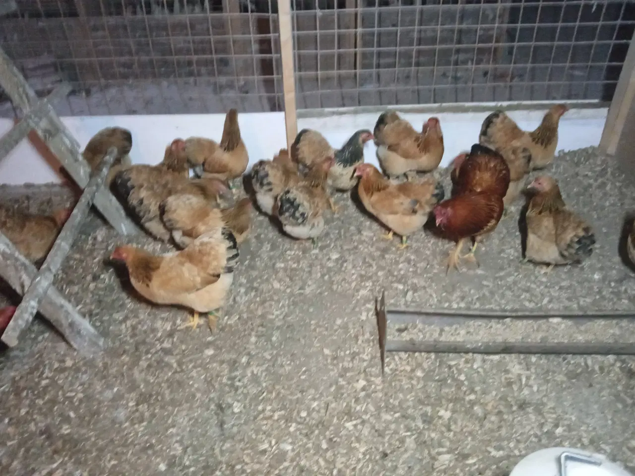Billede 3 - Dværghøns