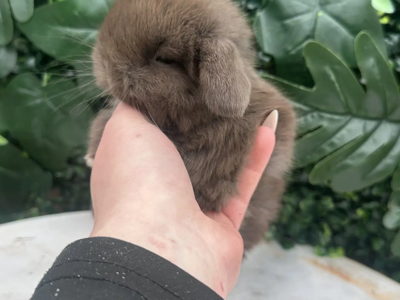 Billede 2 - Ægte minilop - DRENG 