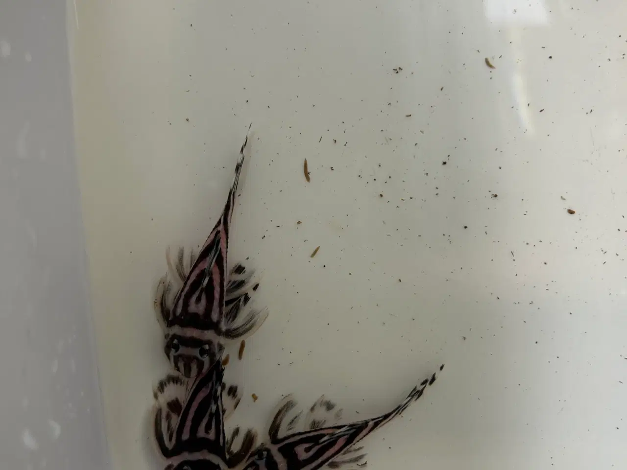 Billede 5 - L46 Hypancistrus Zebra