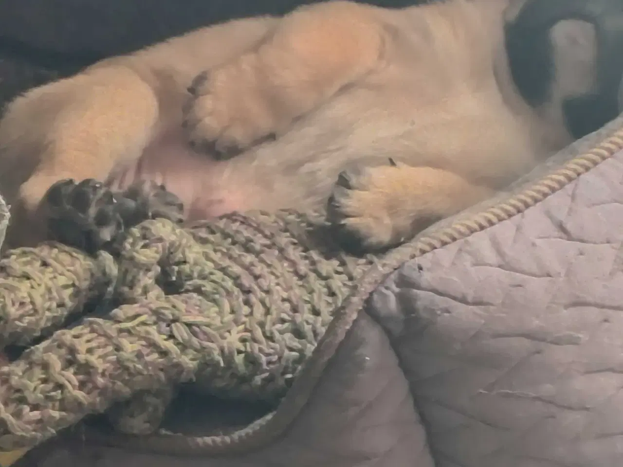 Billede 2 - Dejlig mops han hund 