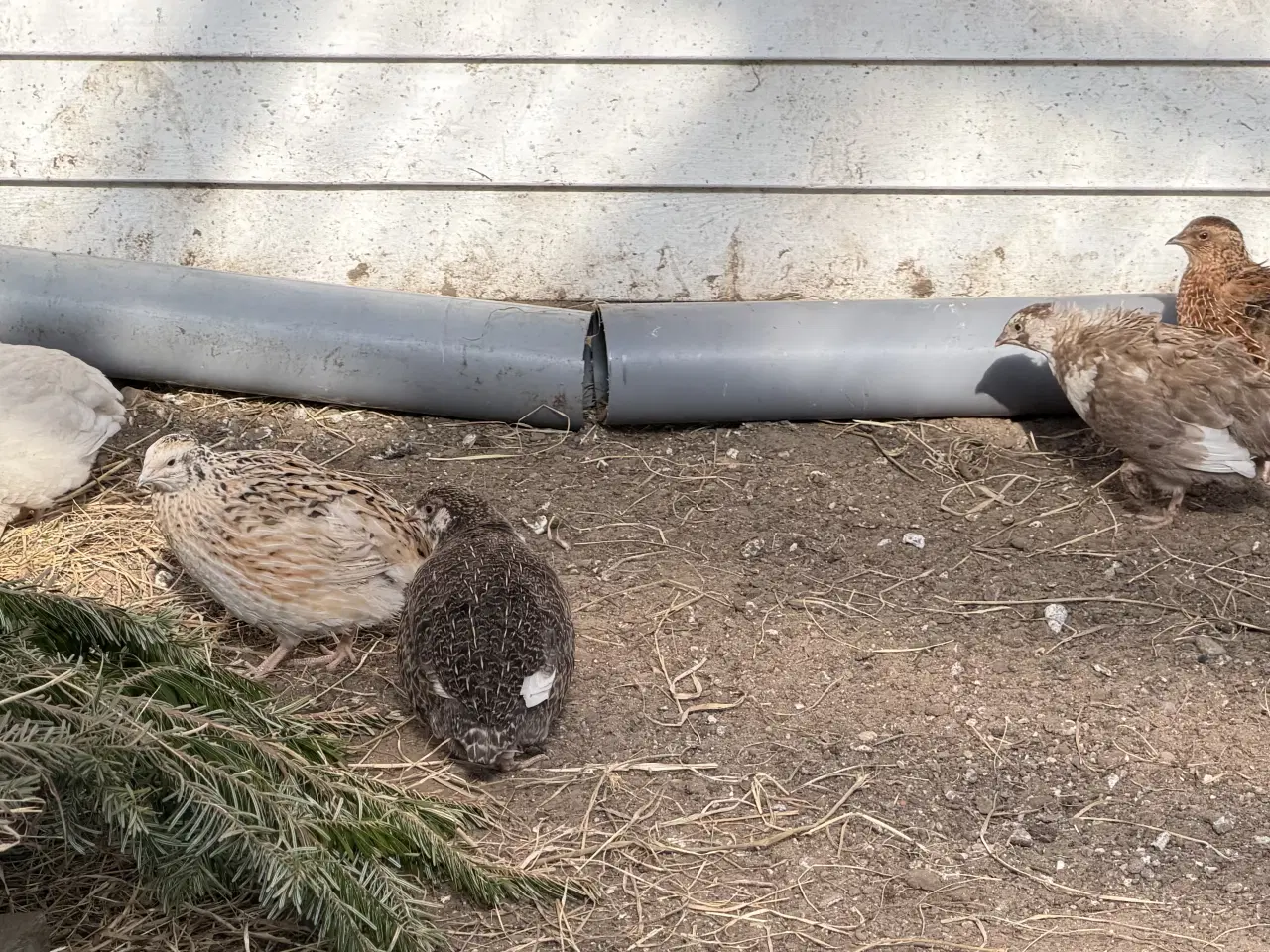 Billede 16 - Vagtel rugeæg 