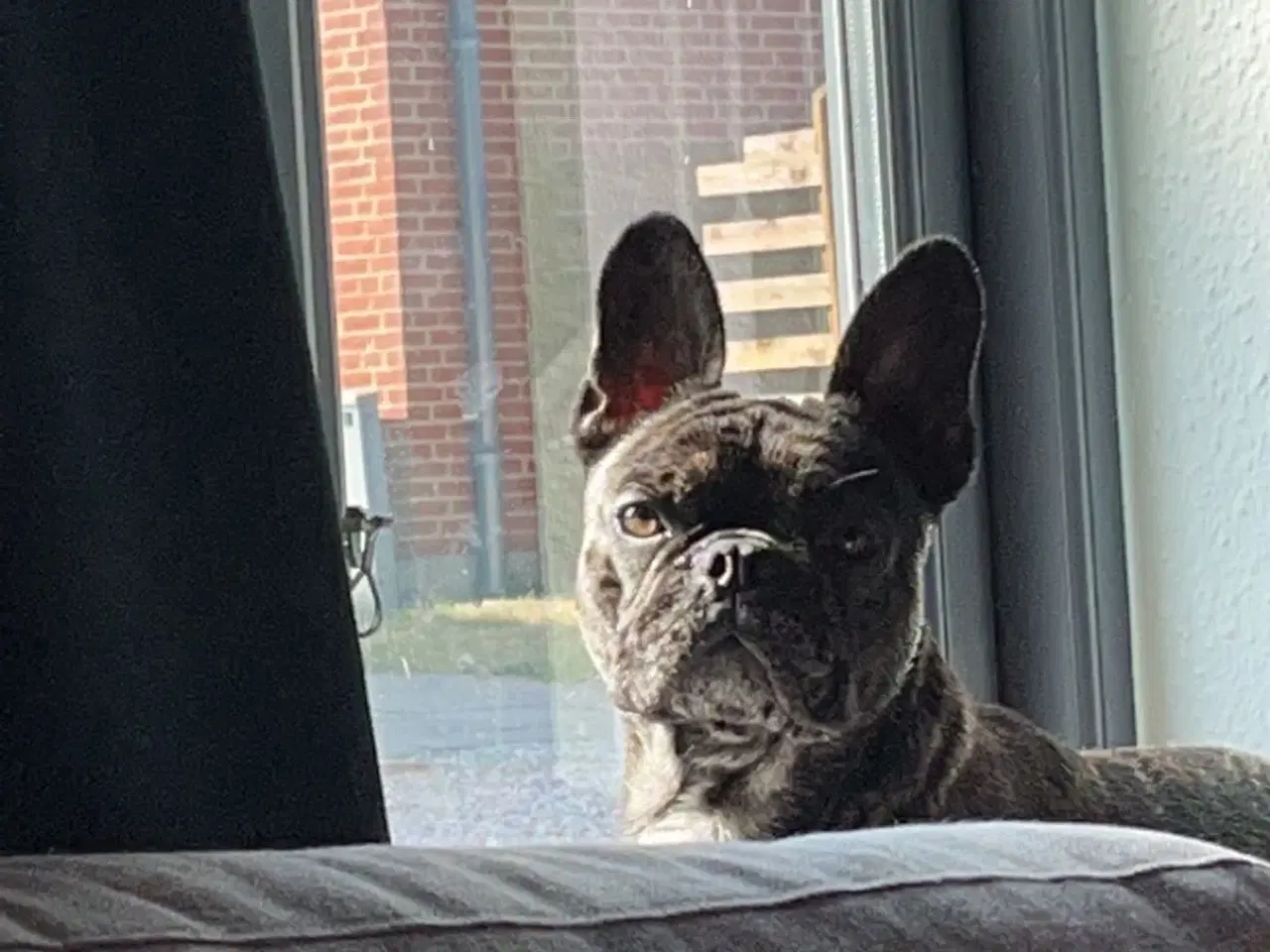 Billede 1 - Fransk bulldog søges 