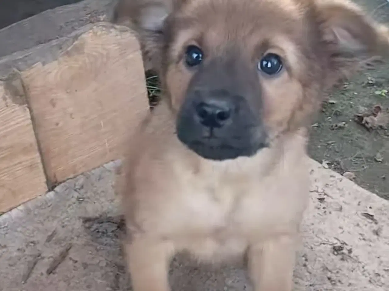 Billede 6 - Lille Rie leder efter sit 4-ever hjem 🏡