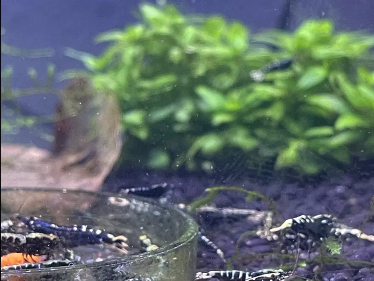 Billede 4 - Akvarie Rejer, Black Galaxy Caridina Shrimp