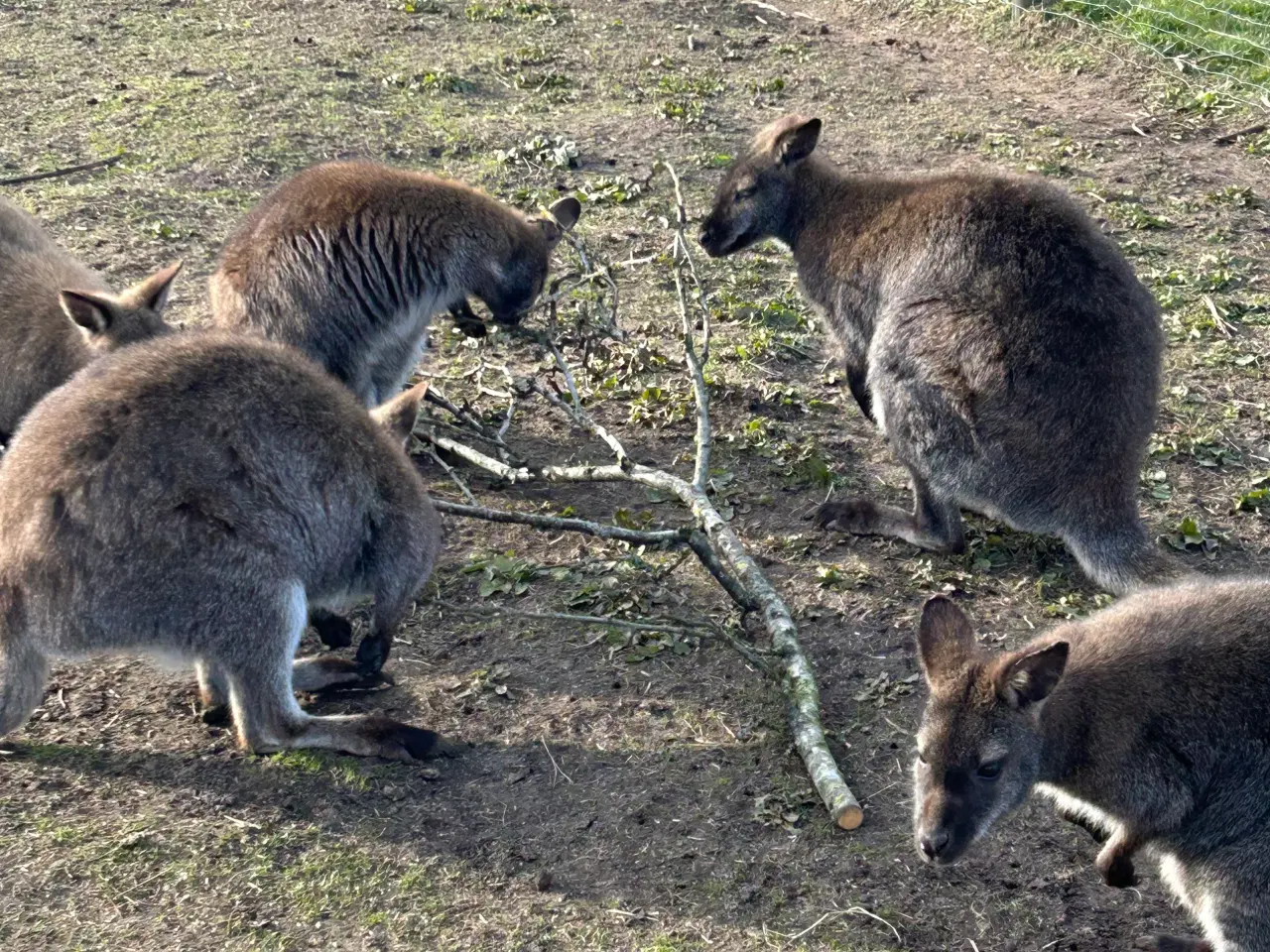Billede 1 - Bennets kænguruer - hanner