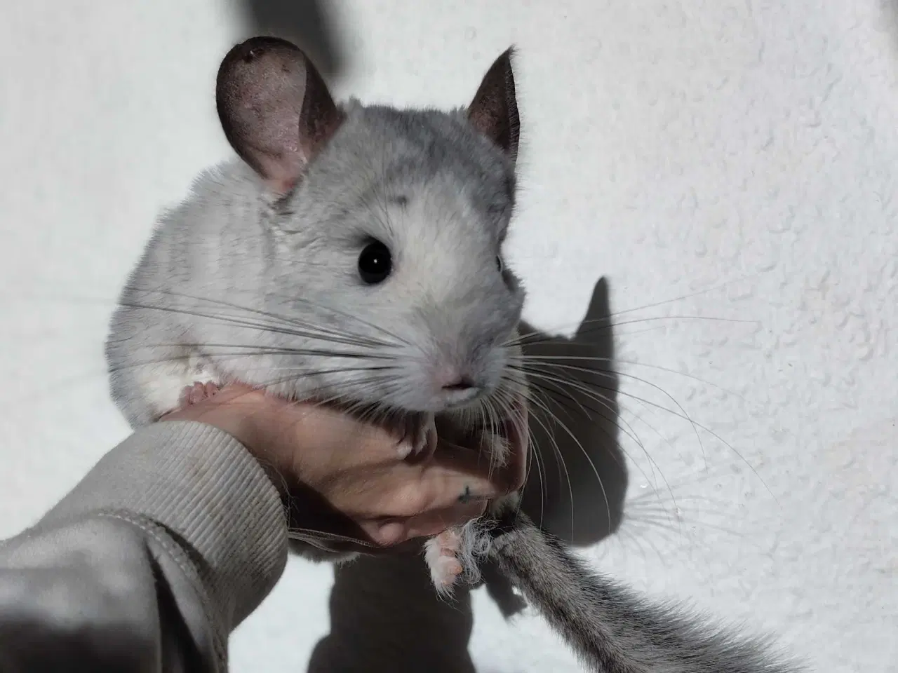 Billede 2 - Tam Chinchilla Dreng💙