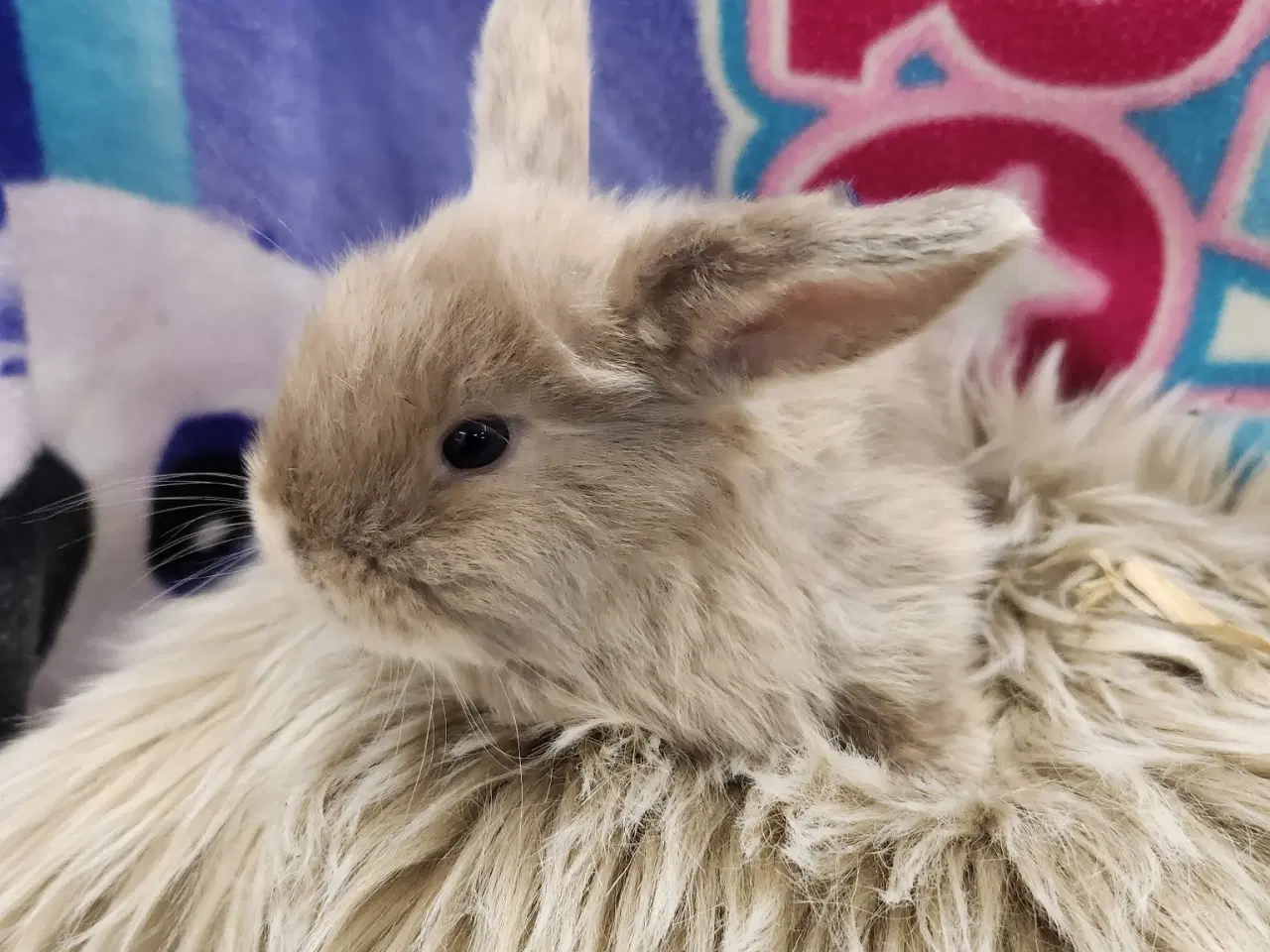 Billede 1 - Minilop kaninunger 