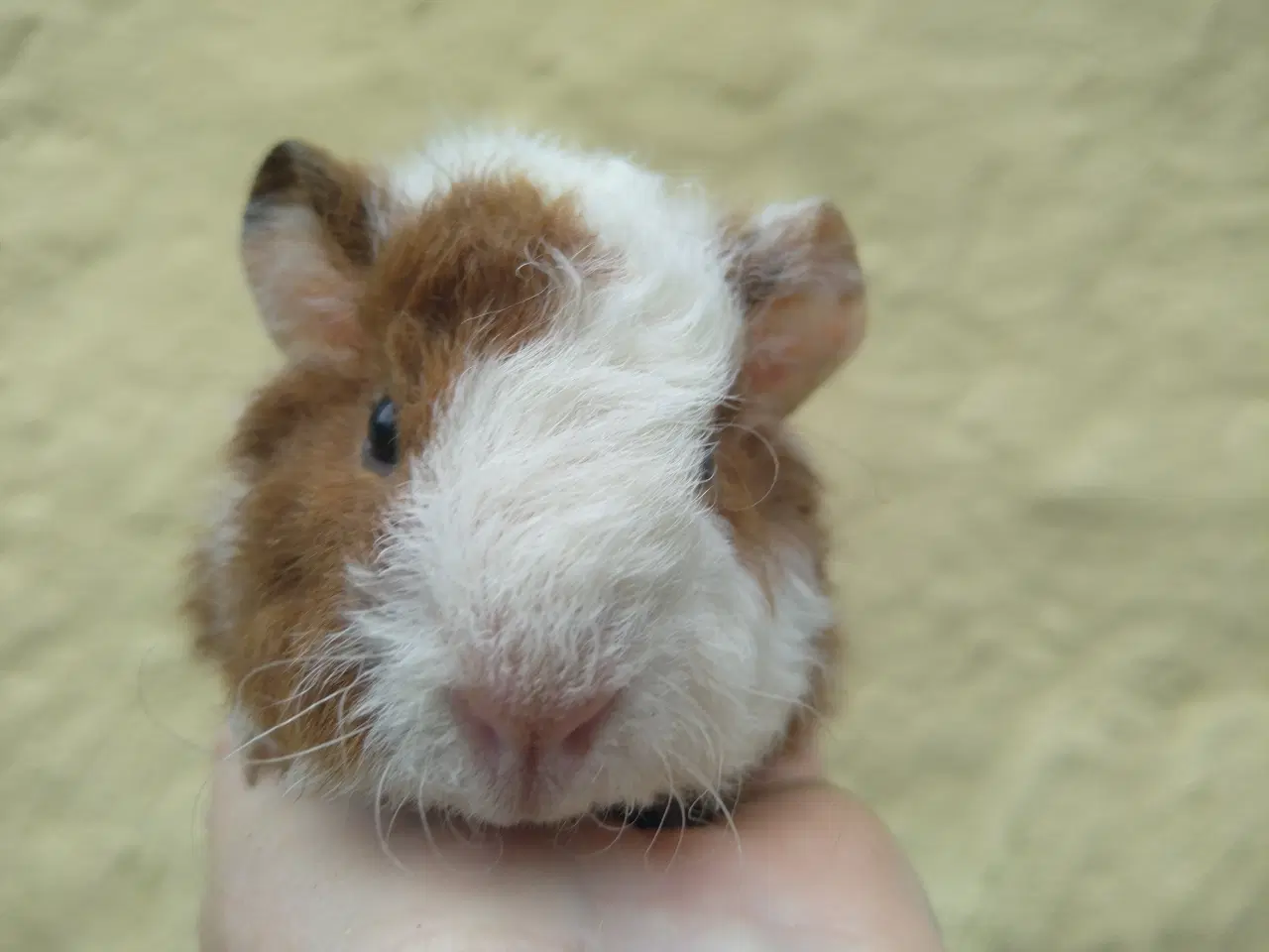 Billede 3 - 2 Teddy søstre