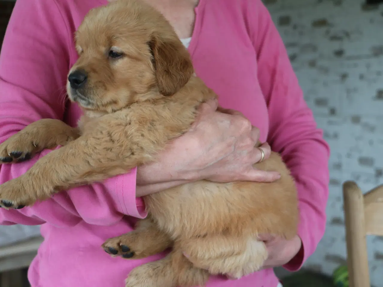 Billede 2 - Verdens smukkeste Golden Retriever hvalpe