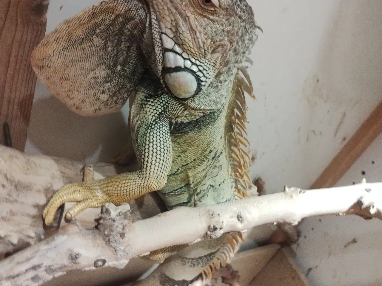 Billede 2 - Dinodyret søger ny madslave 