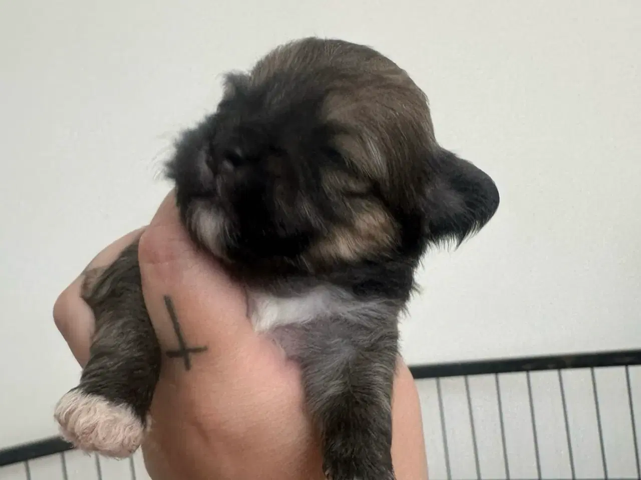 Billede 1 - Lhasa apso - Charlie