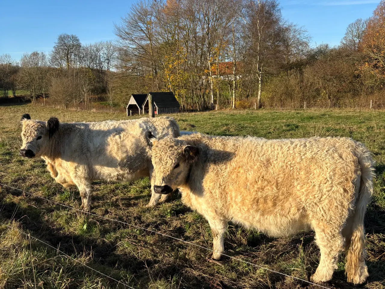 Billede 2 - Lille galloway besætning sælges