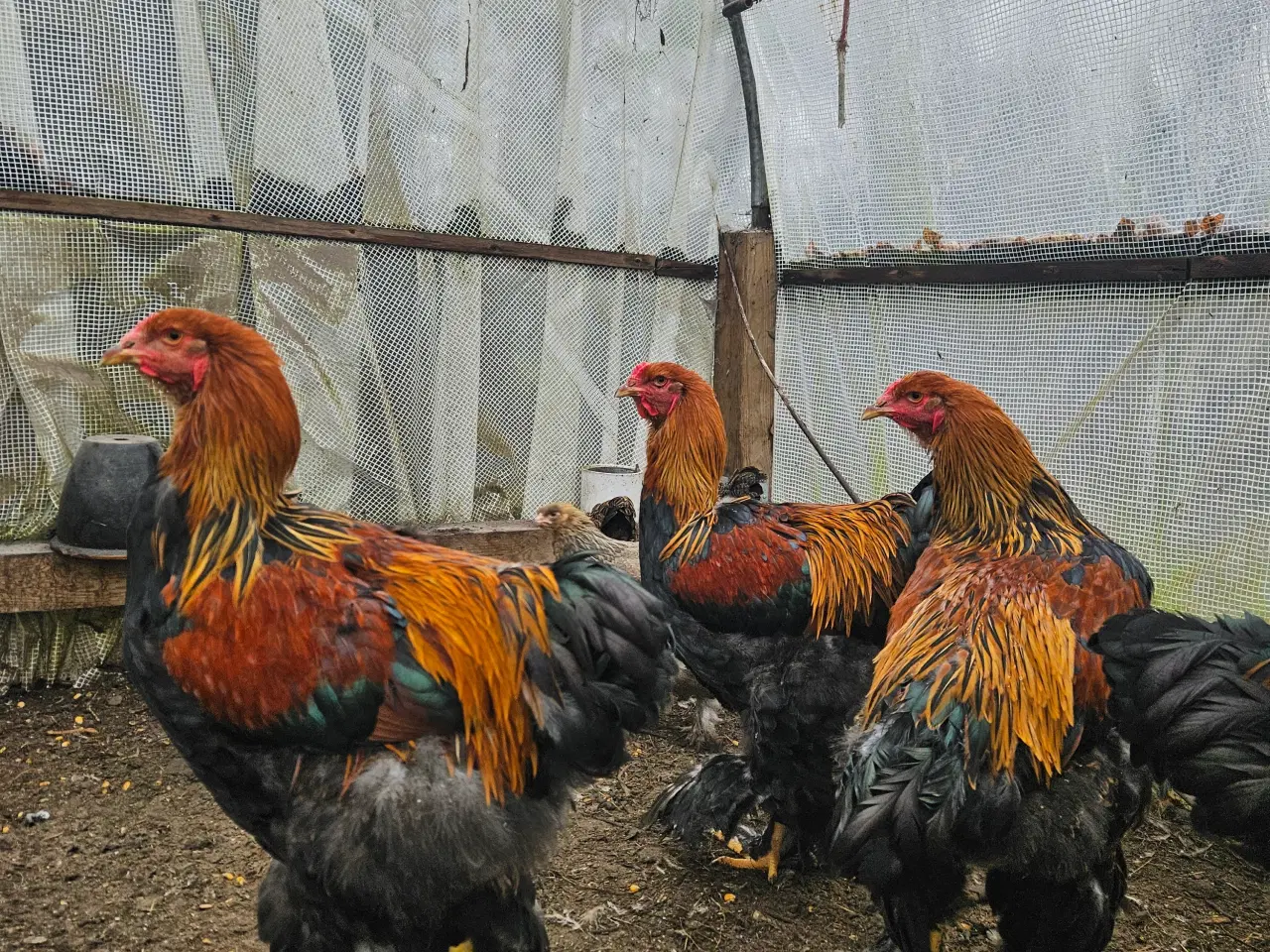 Billede 2 - Brahma haner til salg