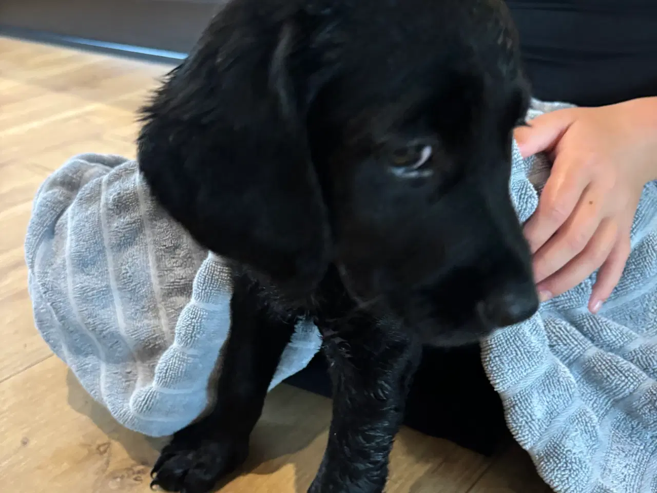 Billede 6 - Labrador Retriever blanding