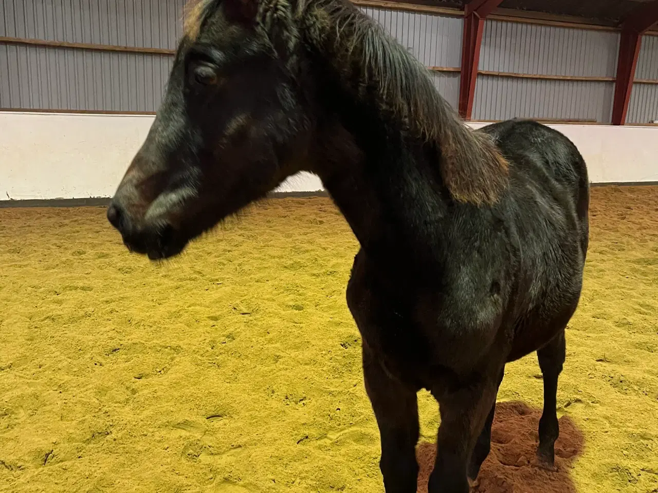 Billede 2 - Dansk Varmblod føl