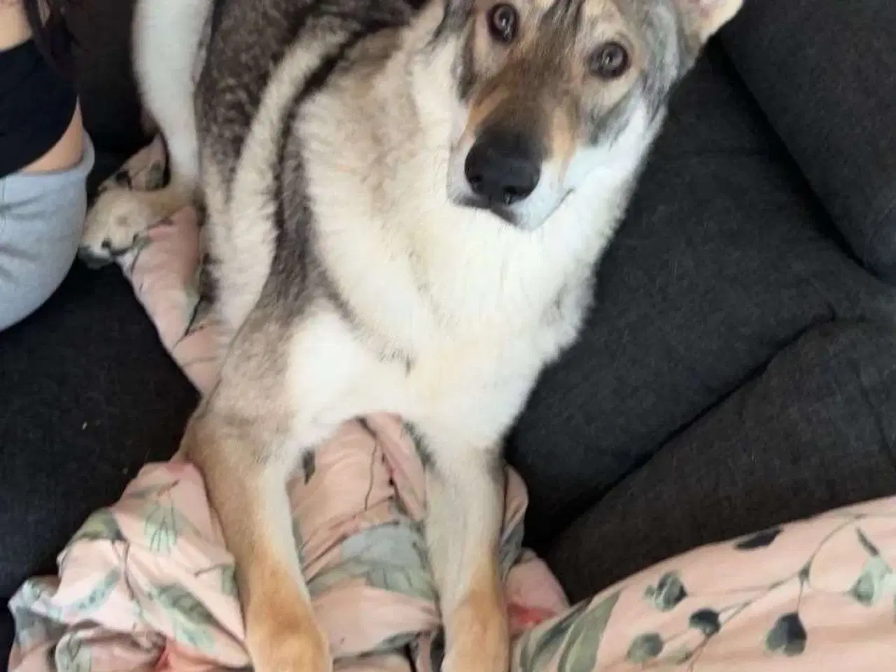 Billede 3 - Hund til salg