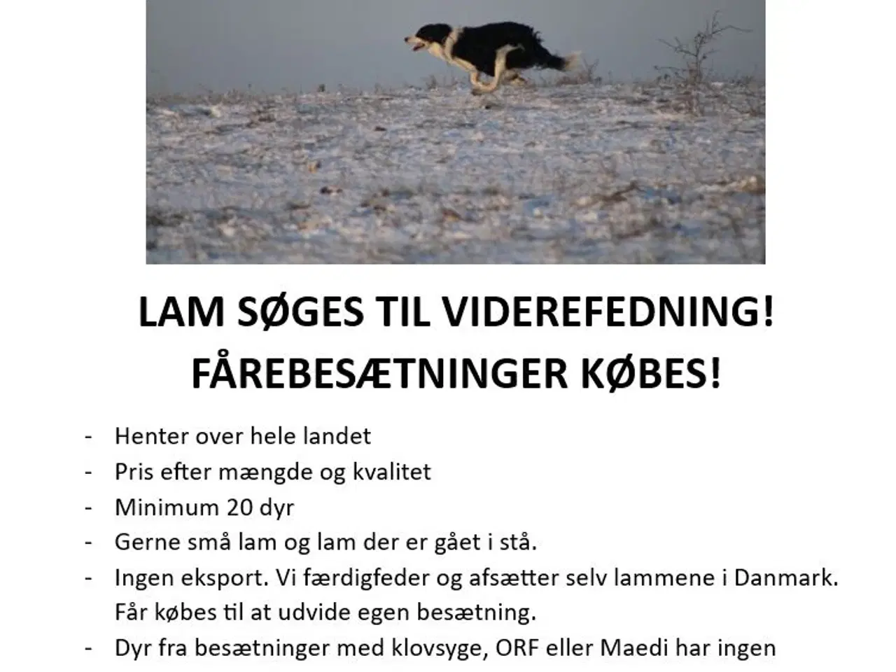 Billede 1 - Får og lam købes