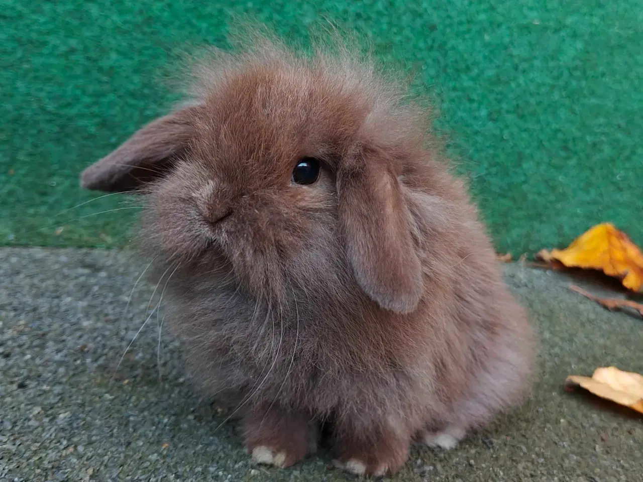 Billede 10 - Lionlop