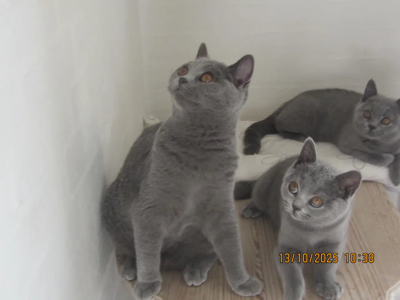 Billede 5 - DK Færge`s Bente efter gamle klassiske  blå linjer