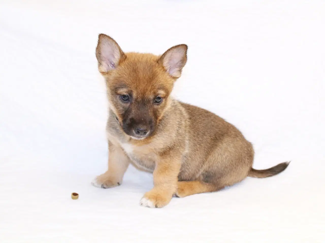 Billede 1 - Västgötaspids, Svensk Vallhund