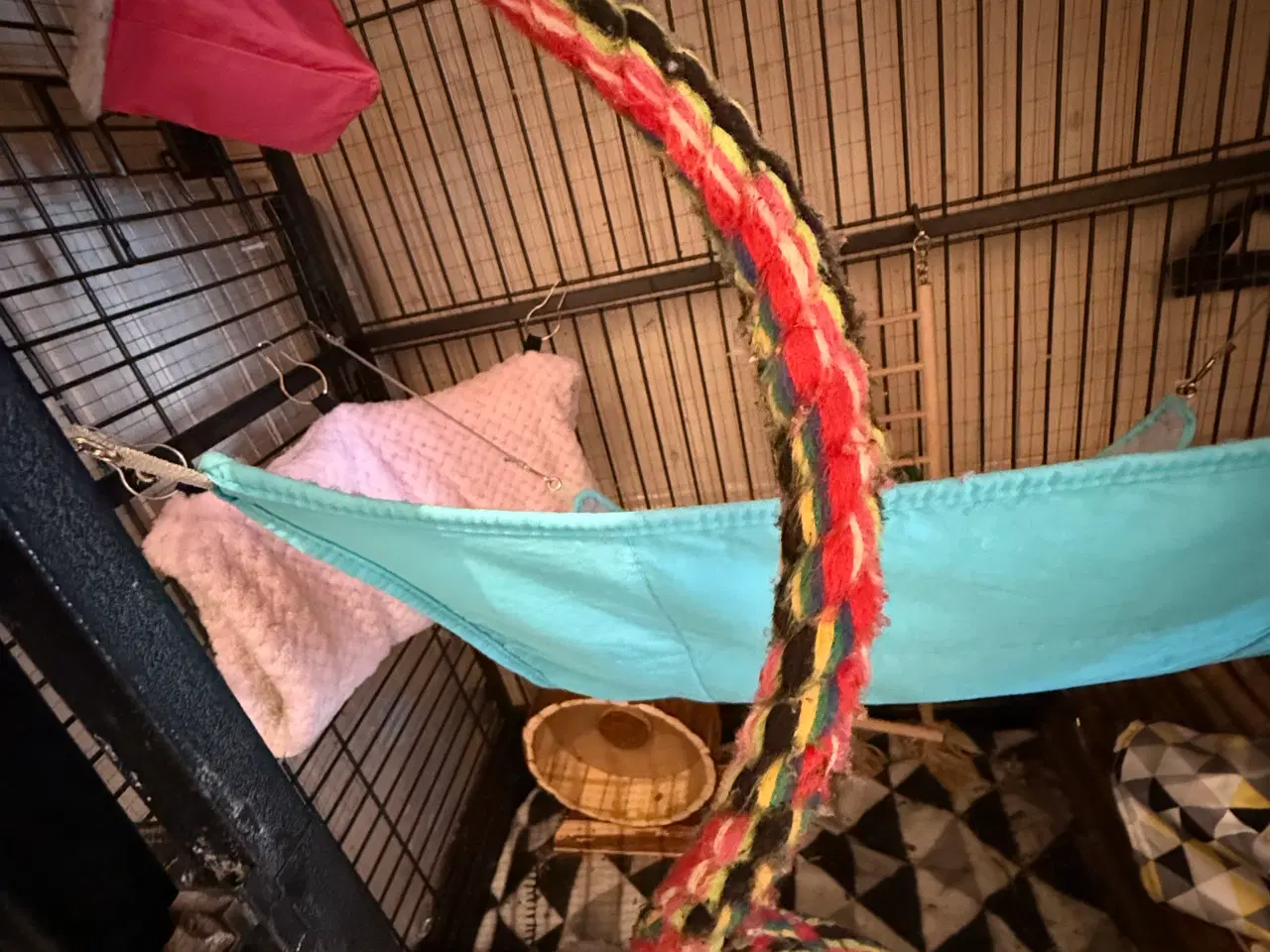 Billede 12 - 2 skønne Sugar Gliders søger deres nye hjem