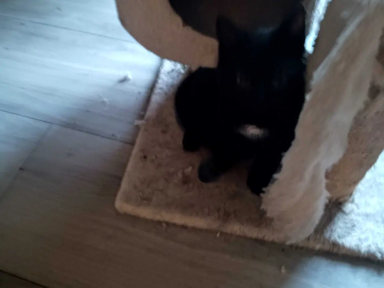 Billede 6 - 16 uger gammel killinger