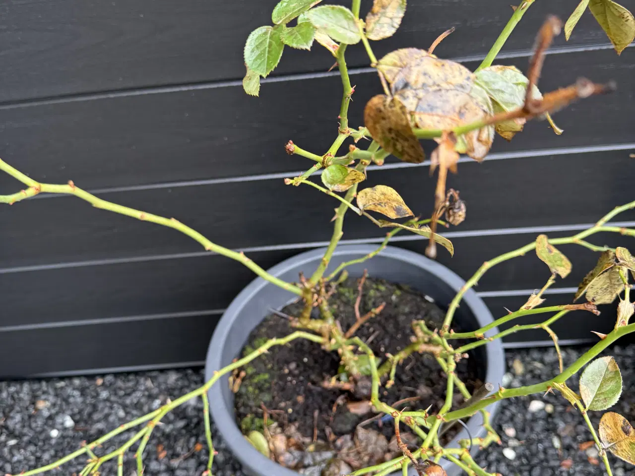 Billede 2 - Roser med pot. potterne