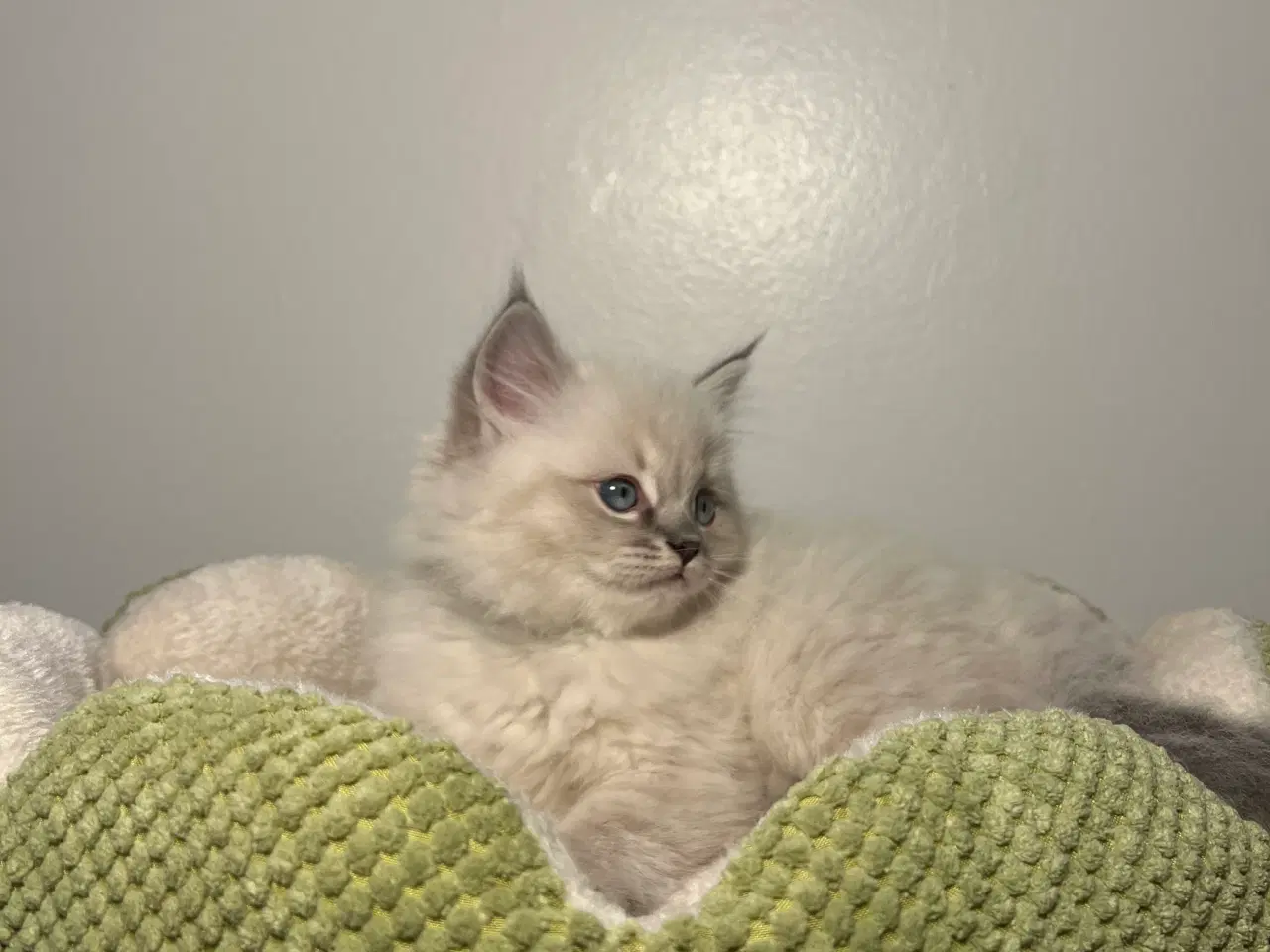 Billede 3 - Ragdolls killinger med speciel baggrund