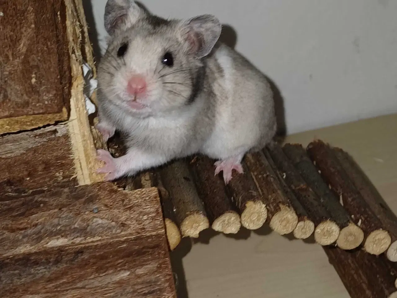 Billede 5 - Guldhamster unger