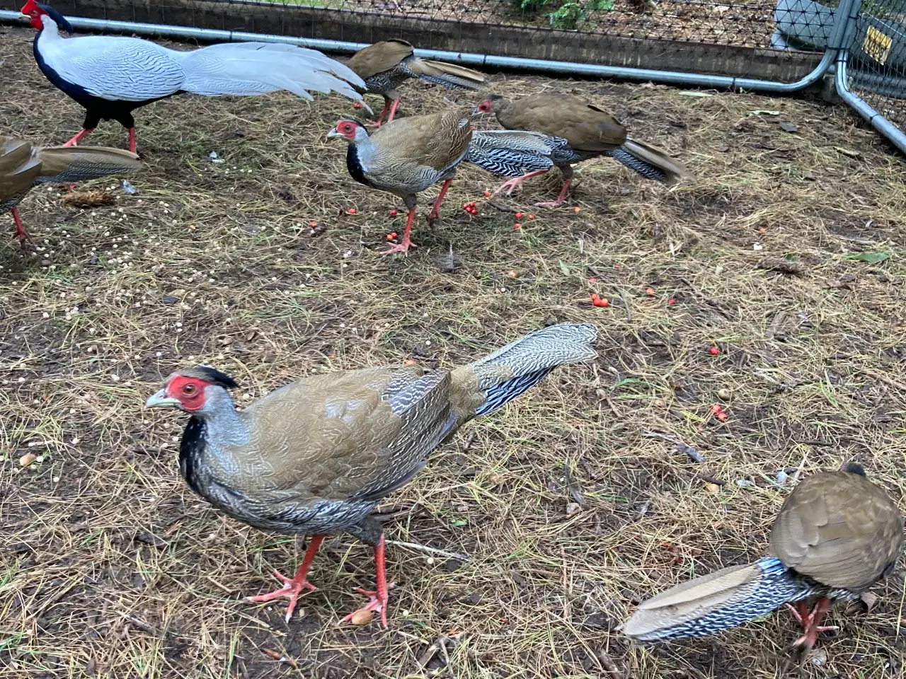 Billede 7 - Fine sølvfasaner naturudruget