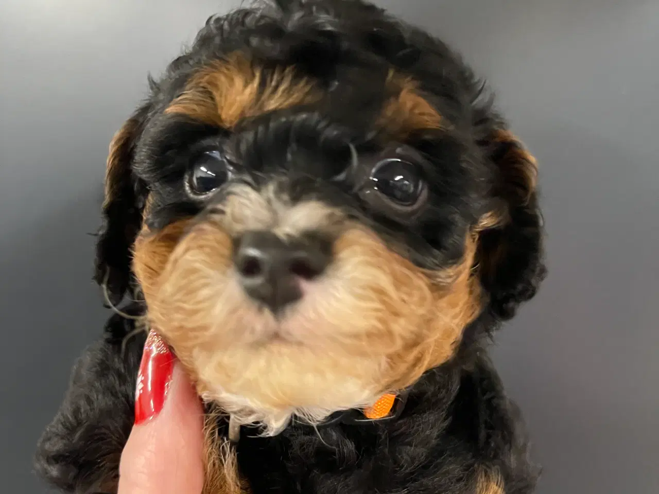 Billede 4 - Cavapoo miniature klar i det Nye år 