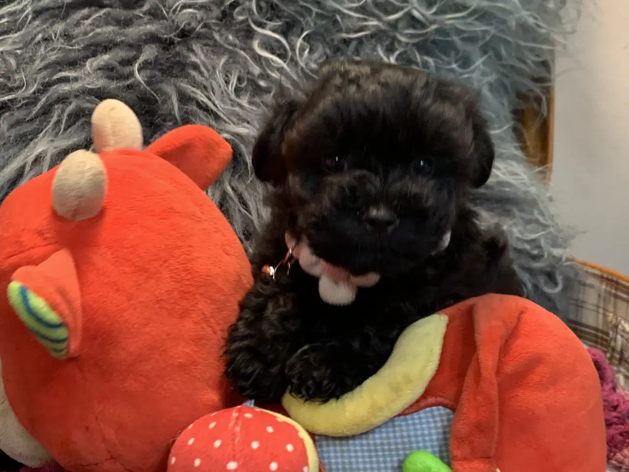 Billede 14 - Små fine Maltipoo babyer er rejseklar nu . 