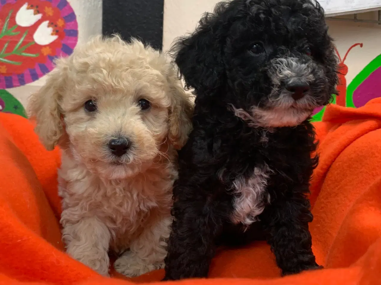 Billede 18 - Små fine mini Maltipoo babyer