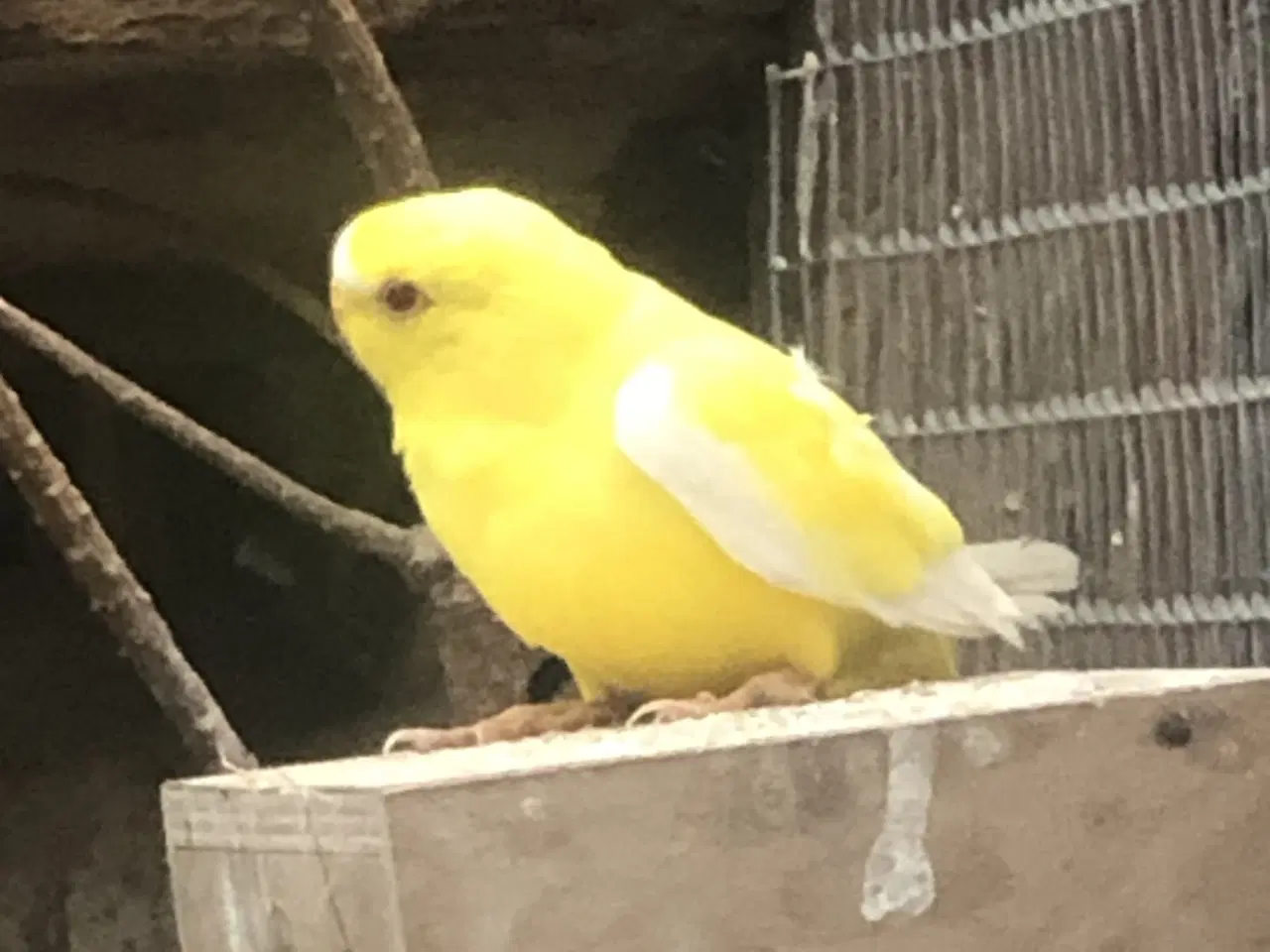 Billede 1 - Gule elegant