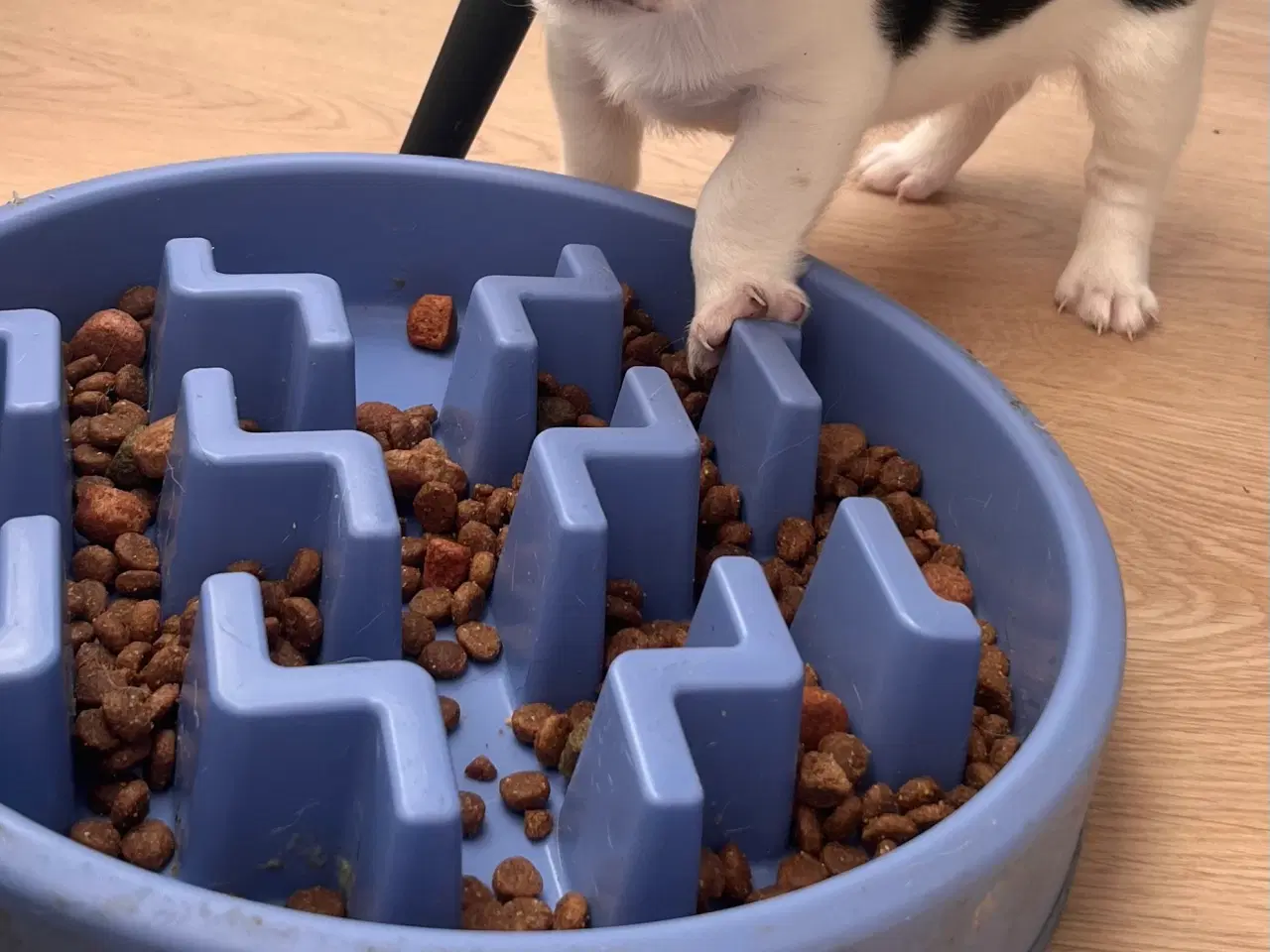 Billede 2 - Lille blandings hvalp pige 