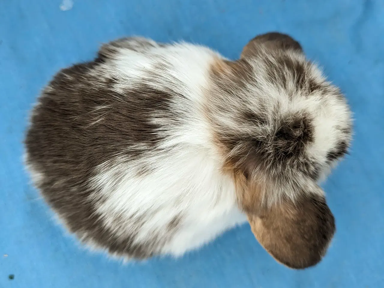 Billede 8 - Minilop kaninunge sælges 