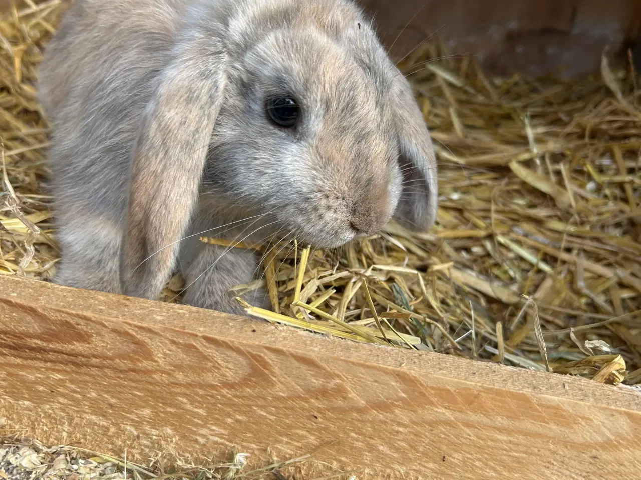 Billede 4 - Dværg vædder 