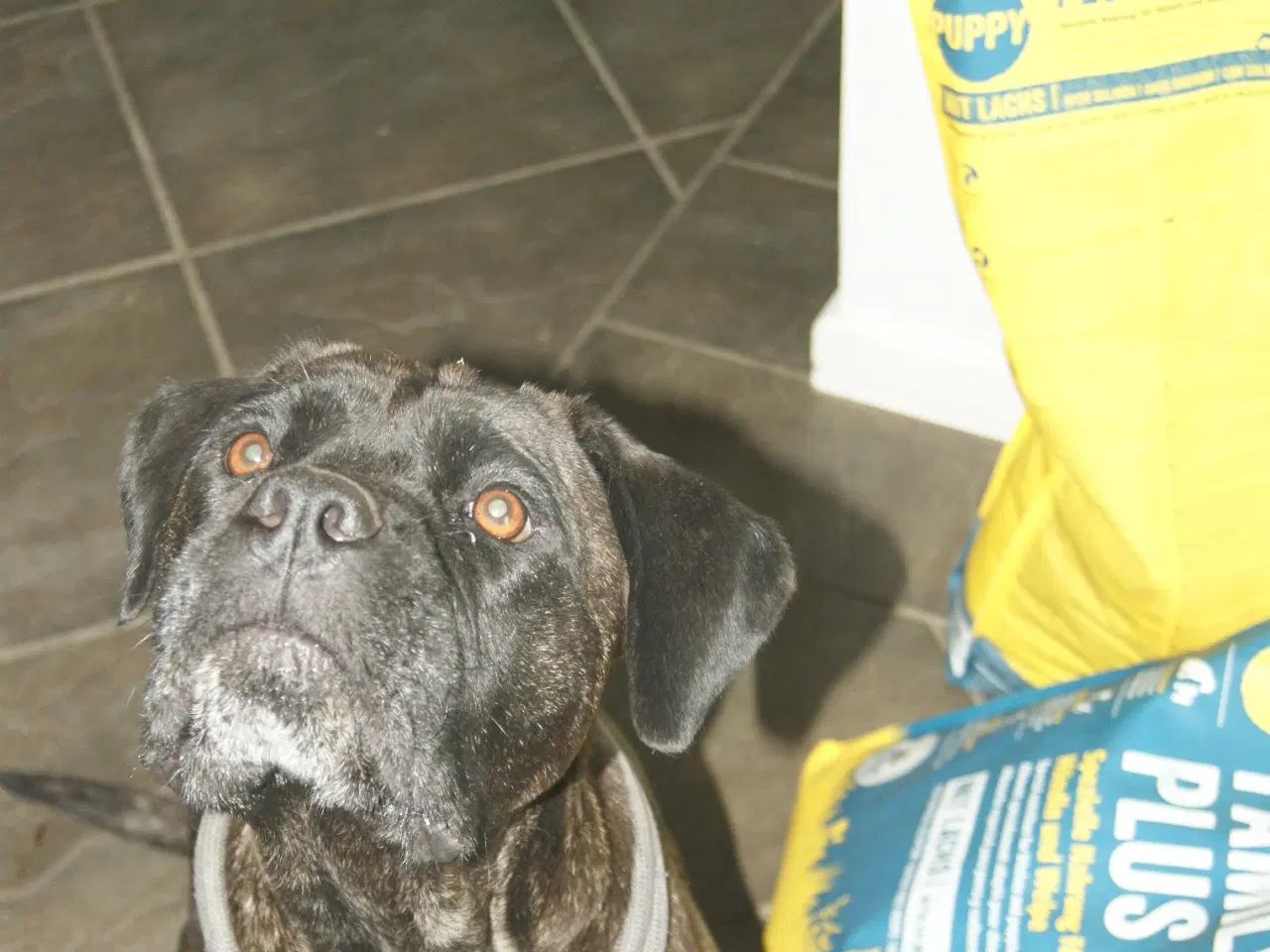 Billede 6 - Cane Corso blandings Hvalpe. d 31.08.25. 3 retur. 