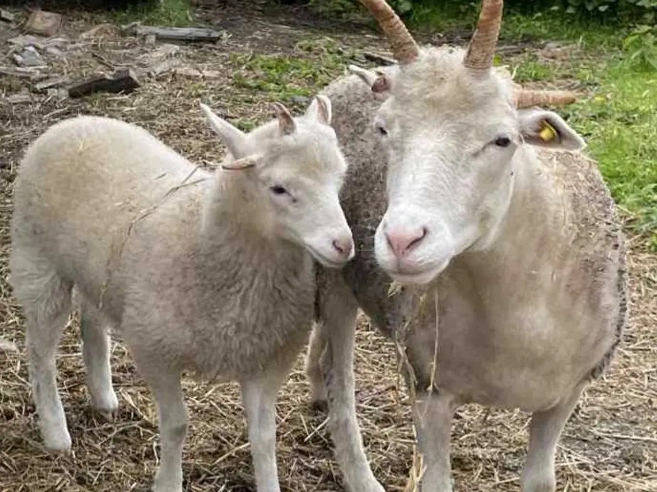 Billede 1 - 2 smukke hvide albino Jacob-får søger nye græsgang