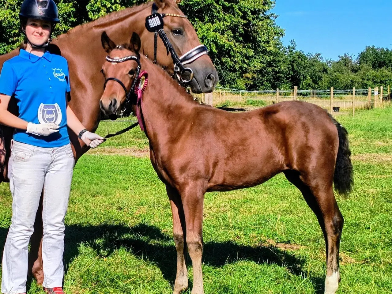 Billede 3 - Dansk Sports Pony 