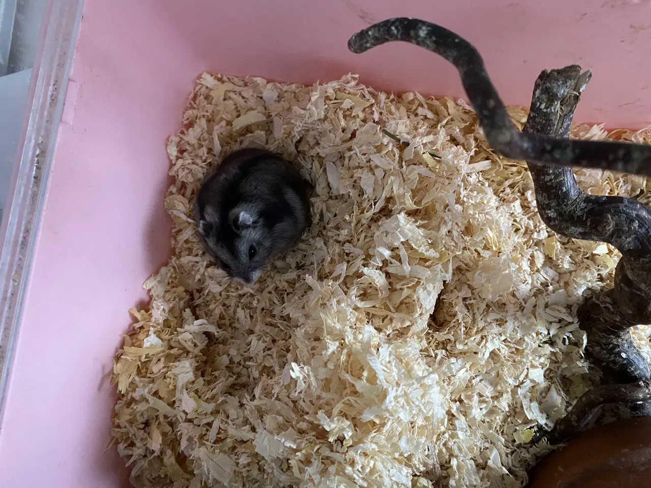 Billede 1 - Vinterhvid dræghamster m div bure