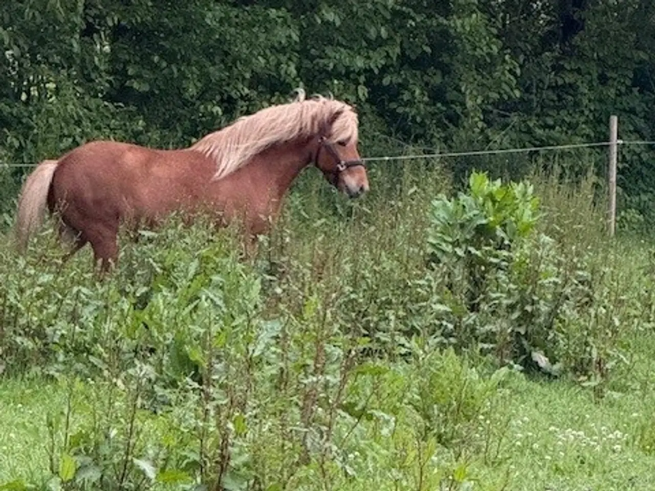 Billede 3 -  Islænder. Baldur (rød) født 12/6-2017. Vallak.
