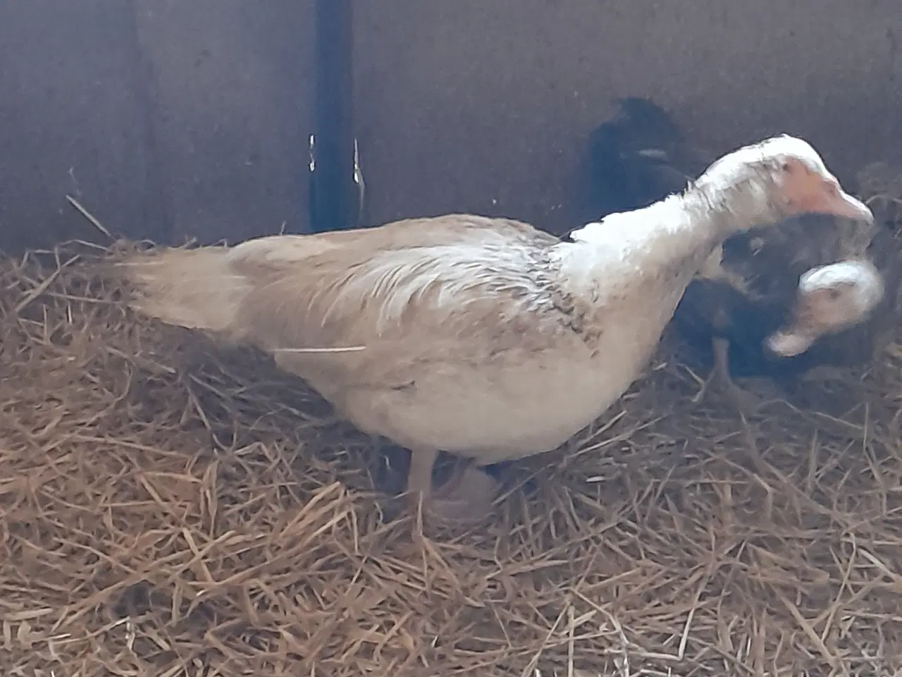 Billede 2 - Moskusænder