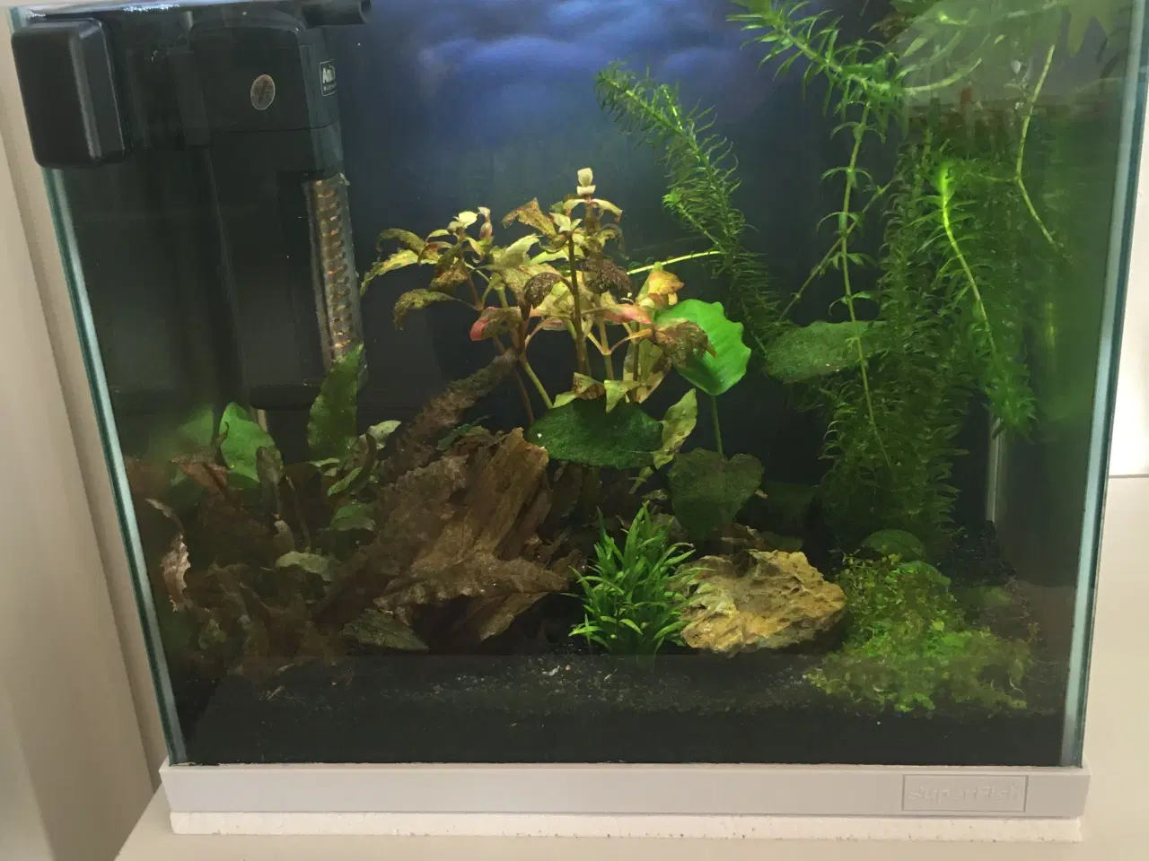 Billede 1 - Fint lille akvarium 