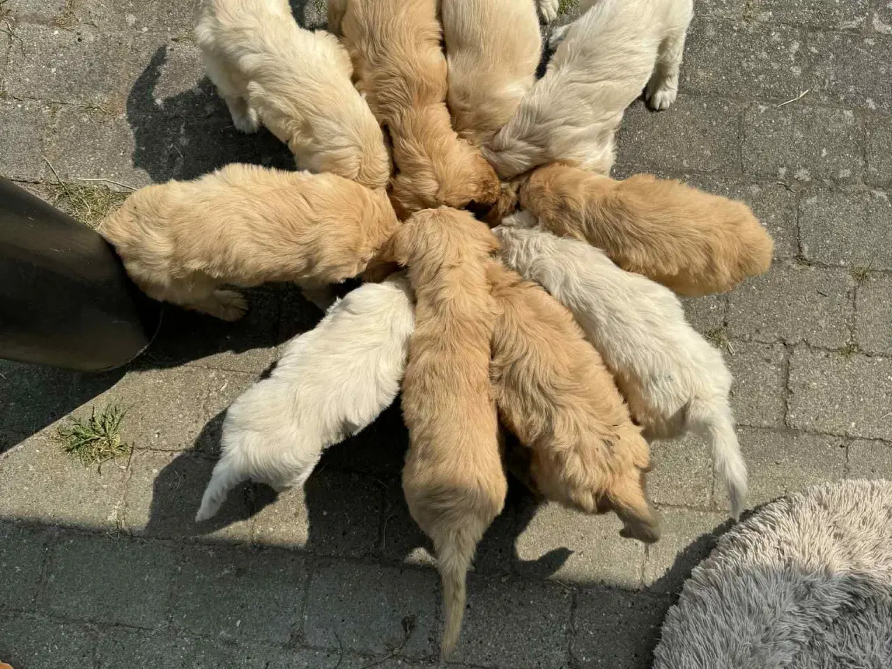 Billede 4 - Goldendoodle 