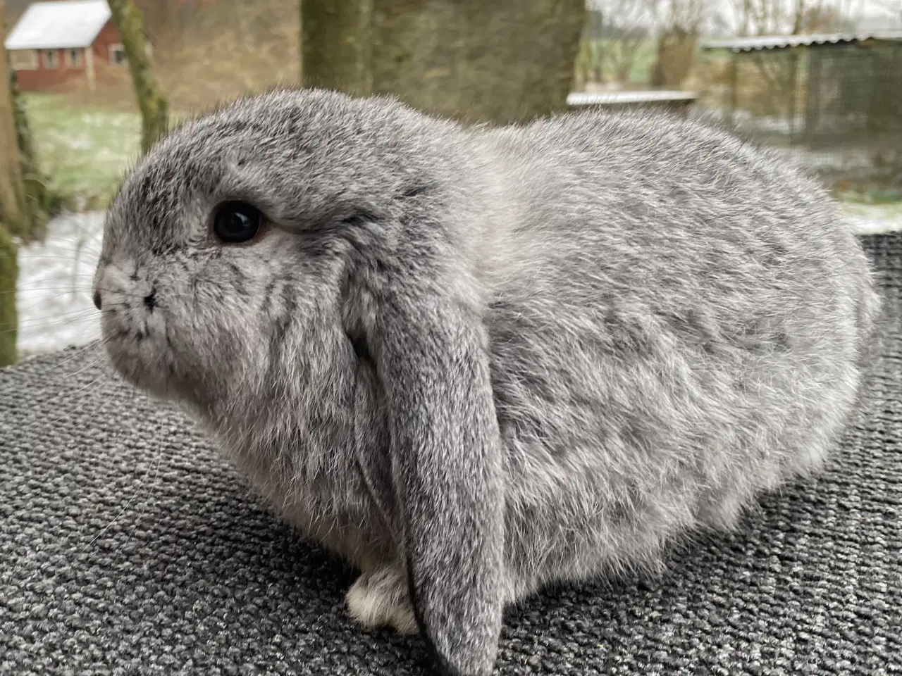 Billede 5 - FRANSK VÆDDER HAN CHINCHILLA