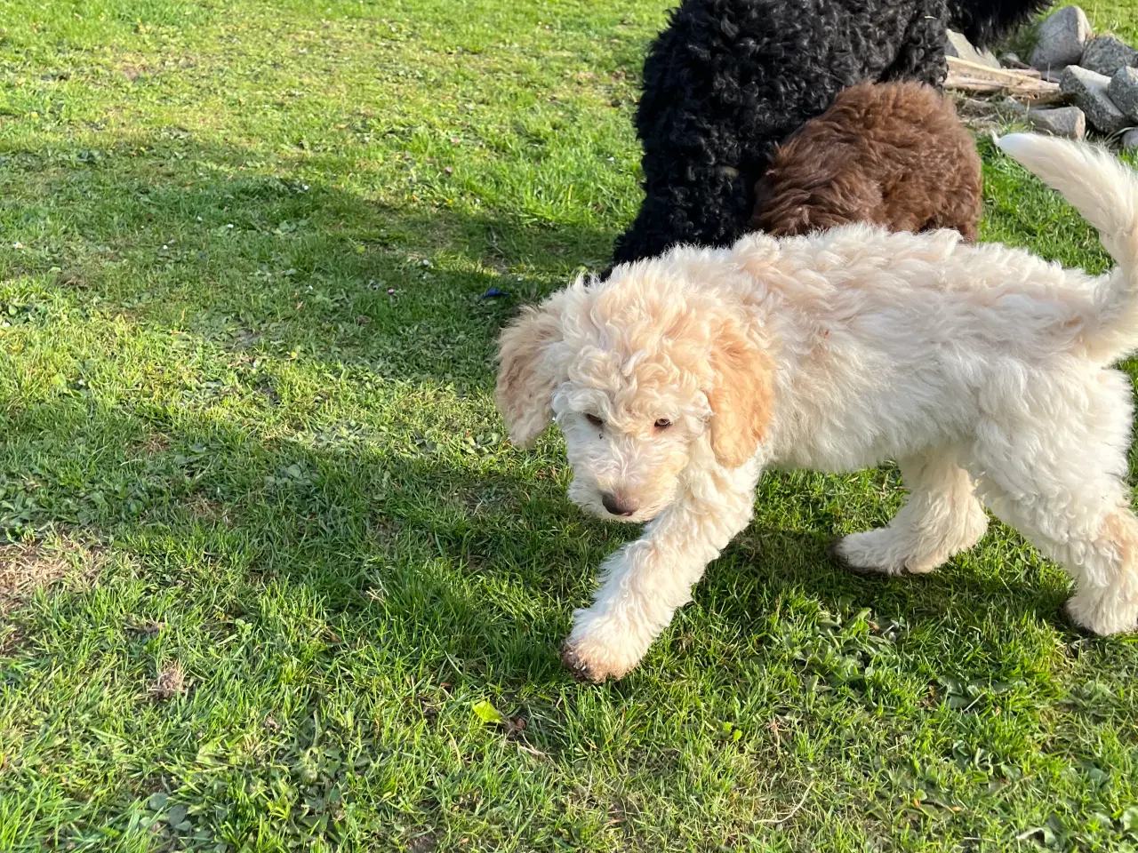 Billede 2 - Lækker labradoodle hvalp