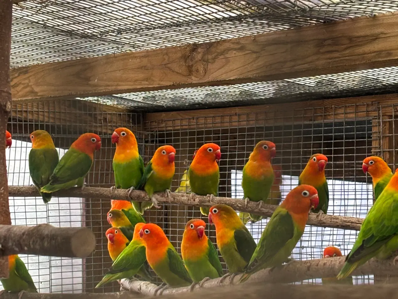 Billede 1 - Rød hovedet dværgpapegøje 